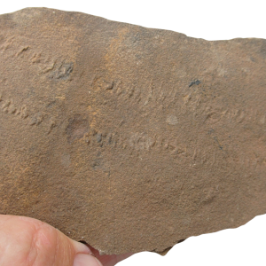 Trilobite Track Fossils For Sale Genuine Trilobite Trace Fossils 54