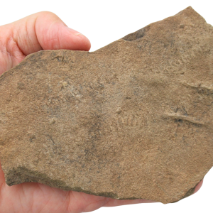 Trilobite Track Fossils For Sale Genuine Trilobite Trace Fossils 55