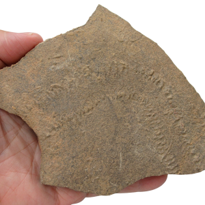 Trilobite Track Fossils For Sale Genuine Trilobite Trace Fossils 56
