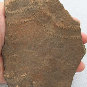 Trilobite Track Fossils For Sale Genuine Trilobite Trace Fossils 57