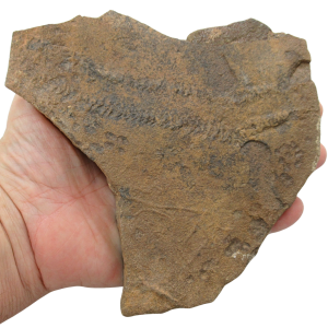 Trilobite Track Fossils For Sale Genuine Trilobite Trace Fossils 58