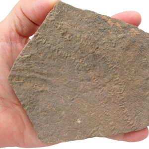 Trilobite Track Fossils For Sale Genuine Trilobite Trace Fossils 59