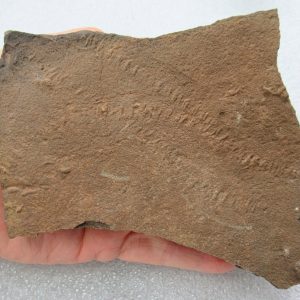 Trilobite Track Fossils For Sale Genuine Trilobite Trace Fossils 60