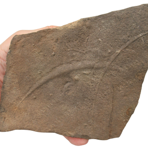 Trilobite Track Fossils For Sale Genuine Trilobite Trace Fossils 61