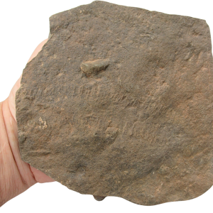Trilobite Track Fossils For Sale Genuine Trilobite Trace Fossils 62