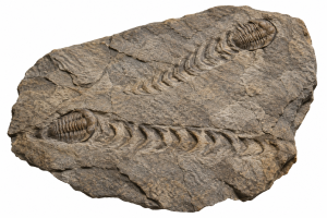 Trilobite Tracks | Fossils for Sale Trilobite Track Fossils For Sale