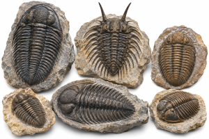 Utah Trilobite Fossils For Sale