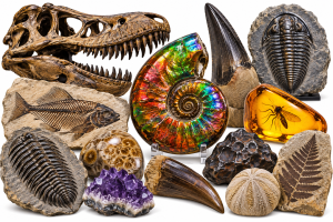 World Class Fossils For Sale
