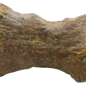 Atlasaurus Dinosaur Fossil For Sale Genuine Jurassic Fossils 3 | Fossils for Sale Atlasaurus Dinosaur Fossil For Sale Genuine Jurassic Fossils 3