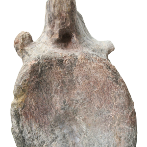 Atlasaurus Dinosaur Fossil For Sale Genuine Jurassic Fossils 4 | Fossils for Sale Atlasaurus Dinosaur Fossil For Sale Genuine Jurassic Fossils 4