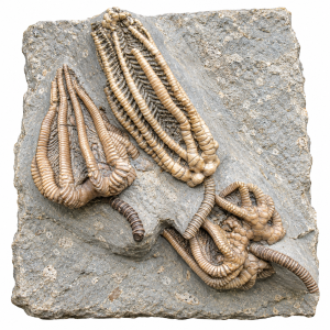 Crawfordsville Crinoids | Fossils for Sale Crawfordsville Crinoid Fossils For Sale