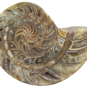 Cymatoceras Nautilus Fossil For Sale Genuine Fossil Nautiloids 70 | Fossils for Sale Cymatoceras Nautilus Fossil For Sale Genuine Fossil Nautiloids 70c
