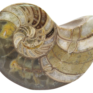 Cymatoceras Nautilus Fossil For Sale Genuine Fossil Nautiloids 71 | Fossils for Sale Cymatoceras Nautilus Fossil For Sale Genuine Fossil Nautiloids 71