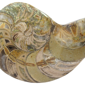 Cymatoceras Nautilus Fossil For Sale Genuine Fossil Nautiloids 72 | Fossils for Sale Cymatoceras Nautilus Fossil For Sale Genuine Fossil Nautiloids 72