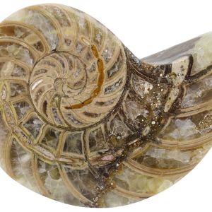 Cymatoceras Nautilus Fossil For Sale Genuine Fossil Nautiloids 73 | Fossils for Sale Cymatoceras Nautilus Fossil For Sale Genuine Fossil Nautiloids 73