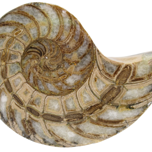 Cymatoceras Nautilus Fossil For Sale Genuine Fossil Nautiloids 74 | Fossils for Sale Cymatoceras Nautilus Fossil For Sale Genuine Fossil Nautiloids 74