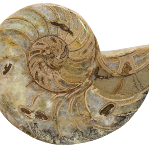 Cymatoceras Nautilus Fossil For Sale Genuine Fossil Nautiloids 75 | Fossils for Sale Cymatoceras Nautilus Fossil For Sale Genuine Fossil Nautiloids 75