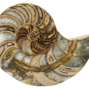 Cymatoceras Nautilus Fossil For Sale Genuine Fossil Nautiloids 76 | Fossils for Sale Cymatoceras Nautilus Fossil For Sale Genuine Fossil Nautiloids 76