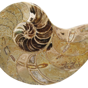 Cymatoceras Nautilus Fossil For Sale Genuine Fossil Nautiloids 77 | Fossils for Sale Cymatoceras Nautilus Fossil For Sale Genuine Fossil Nautiloids 77