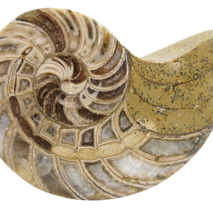 Cymatoceras Nautilus Fossil For Sale Genuine Fossil Nautiloids 78 | Fossils for Sale Cymatoceras Nautilus Fossil For Sale Genuine Fossil Nautiloids 78
