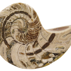 Cymatoceras Nautilus Fossil For Sale Genuine Fossil Nautiloids 79 | Fossils for Sale Cymatoceras Nautilus Fossil For Sale Genuine Fossil Nautiloids 79