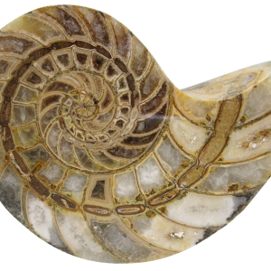 Cymatoceras Nautilus Fossil For Sale Genuine Fossil Nautiloids 80 | Fossils for Sale Cymatoceras Nautilus Fossil For Sale Genuine Fossil Nautiloids 80