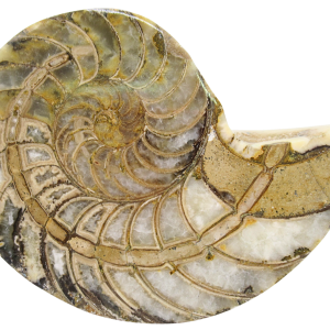 Cymatoceras Nautilus Fossil For Sale Genuine Fossil Nautiloids 81 | Fossils for Sale Cymatoceras Nautilus Fossil For Sale Genuine Fossil Nautiloids 81