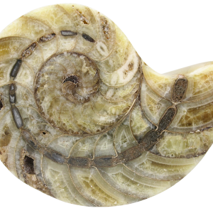 Cymatoceras Nautilus Fossil For Sale Genuine Fossil Nautiloids 82 | Fossils for Sale Cymatoceras Nautilus Fossil For Sale Genuine Fossil Nautiloids 82