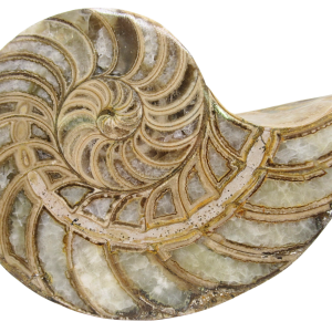 Cymatoceras Nautilus Fossil For Sale Genuine Fossil Nautiloids 83 | Fossils for Sale Cymatoceras Nautilus Fossil For Sale Genuine Fossil Nautiloids 83