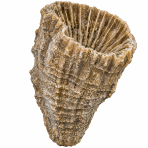 Fossil Coral For Sale