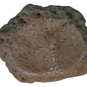 Holmesina Floridanus Fossil For Sale Genuine Prehistoric Armadillo Fossils Scute 1
