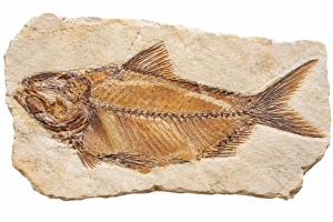 Lebanon Fish | Fossils for Sale Lebanon Fish Fossils For Sale