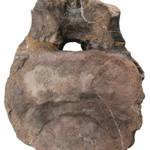 Rebbachisaurus Dinosaur Fossil For Sale Genuine Dinosaur Bone 4 | Fossils for Sale Rebbachisaurus Dinosaur Fossil For Sale Genuine Dinosaur Bone 4