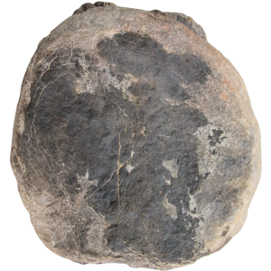 Rebbachisaurus Dinosaur Fossil For Sale Genuine Dinosaur Bone 5 | Fossils for Sale Rebbachisaurus Dinosaur Fossil For Sale Genuine Dinosaur Bone 5