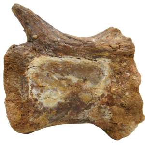 Sigilmassasaurus Spinosaurid Dinosaur Bone Fossil For Sale 14