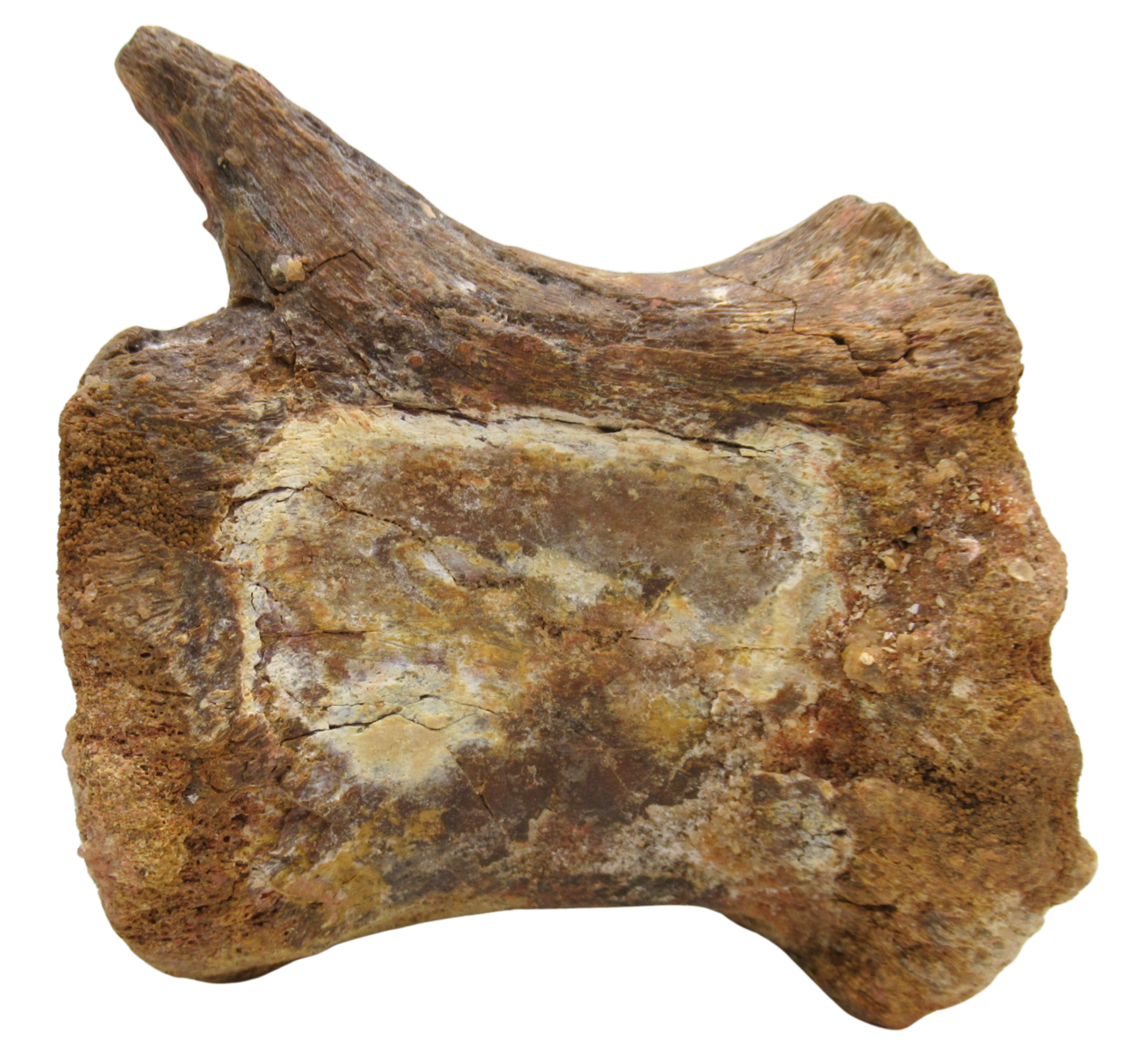 Sigilmassasaurus Spinosaurid Dinosaur Bone Fossil For Sale 14 | Fossils for Sale Sigilmassasaurus Spinosaurid Dinosaur Bone Fossil For Sale 14