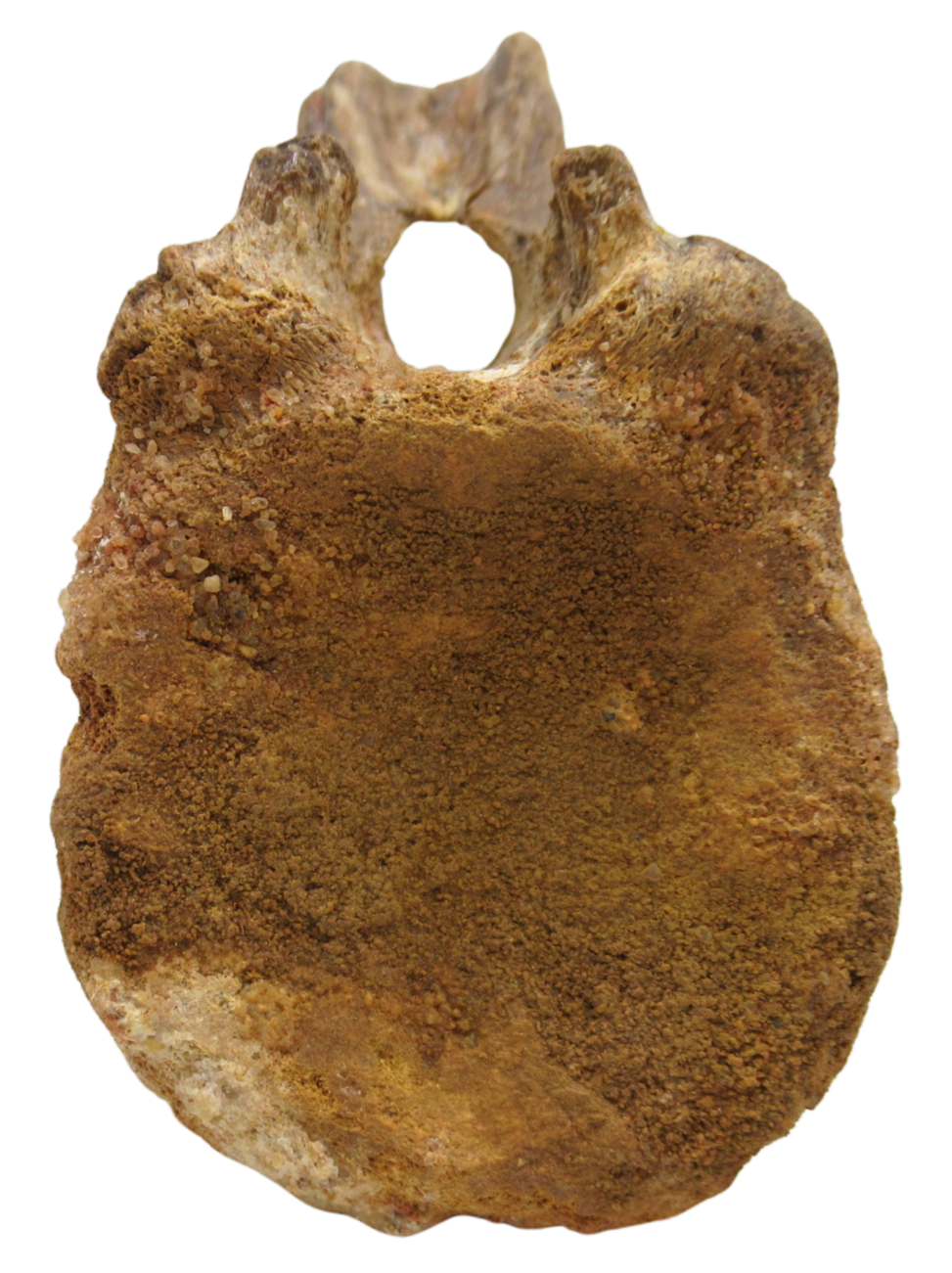 Sigilmassasaurus Spinosaurid Dinosaur Bone Fossil For Sale 14a | Fossils for Sale Sigilmassasaurus Spinosaurid Dinosaur Bone Fossil For Sale 14a