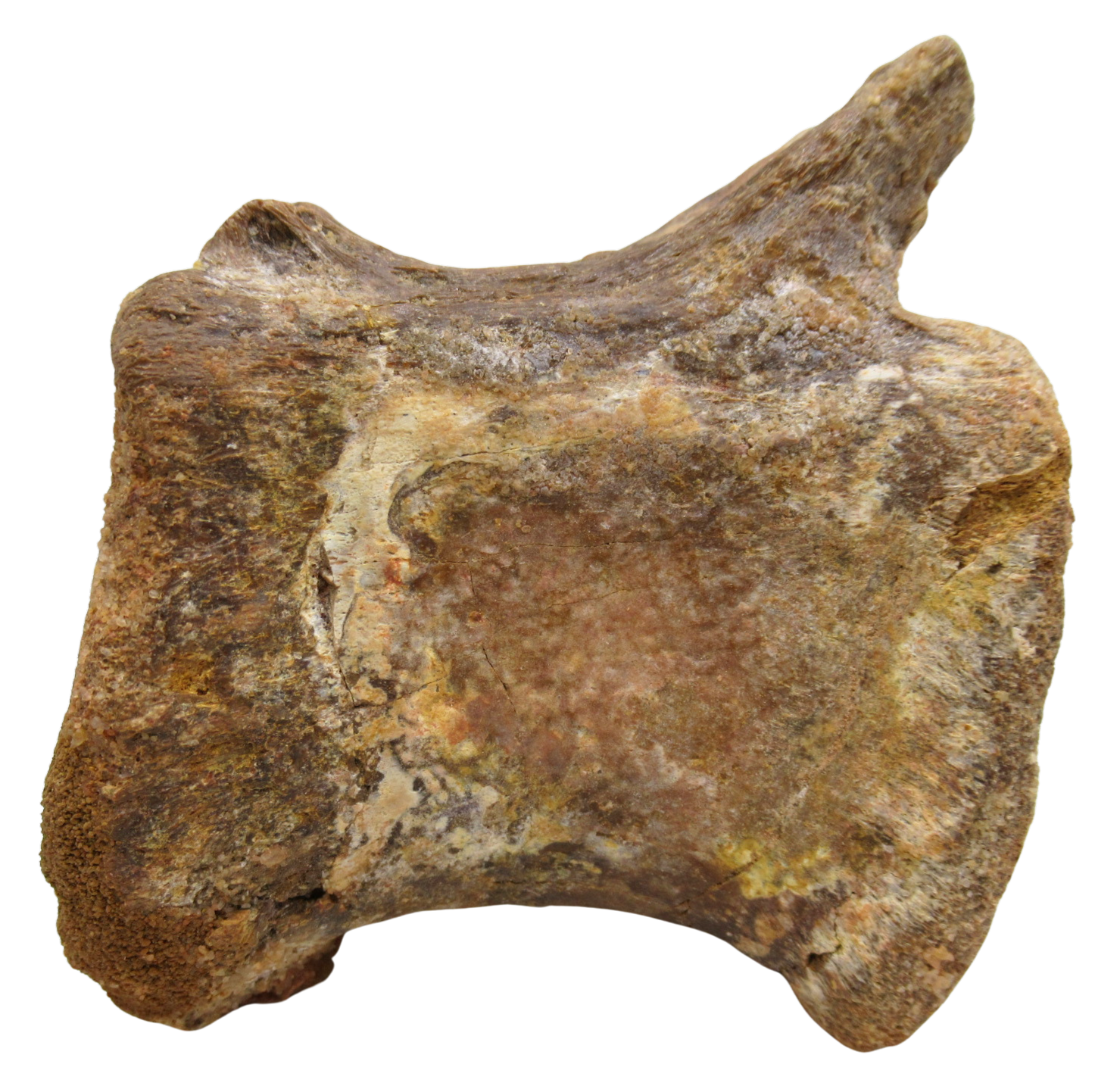 Sigilmassasaurus Spinosaurid Dinosaur Bone Fossil For Sale 14b | Fossils for Sale Sigilmassasaurus Spinosaurid Dinosaur Bone Fossil For Sale 14b