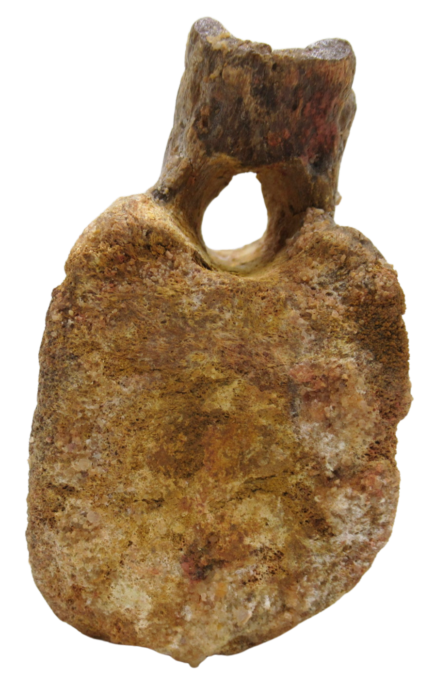 Sigilmassasaurus Spinosaurid Dinosaur Bone Fossil For Sale 14c | Fossils for Sale Sigilmassasaurus Spinosaurid Dinosaur Bone Fossil For Sale 14c