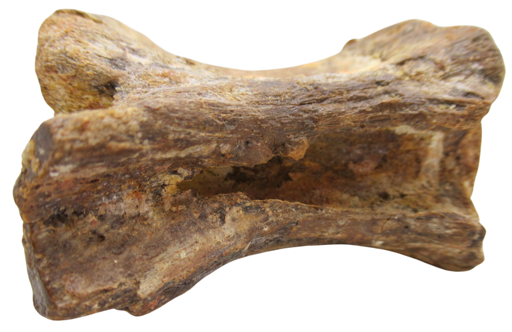 Sigilmassasaurus Spinosaurid Dinosaur Bone Fossil For Sale 14d | Fossils for Sale Sigilmassasaurus Spinosaurid Dinosaur Bone Fossil For Sale 14d