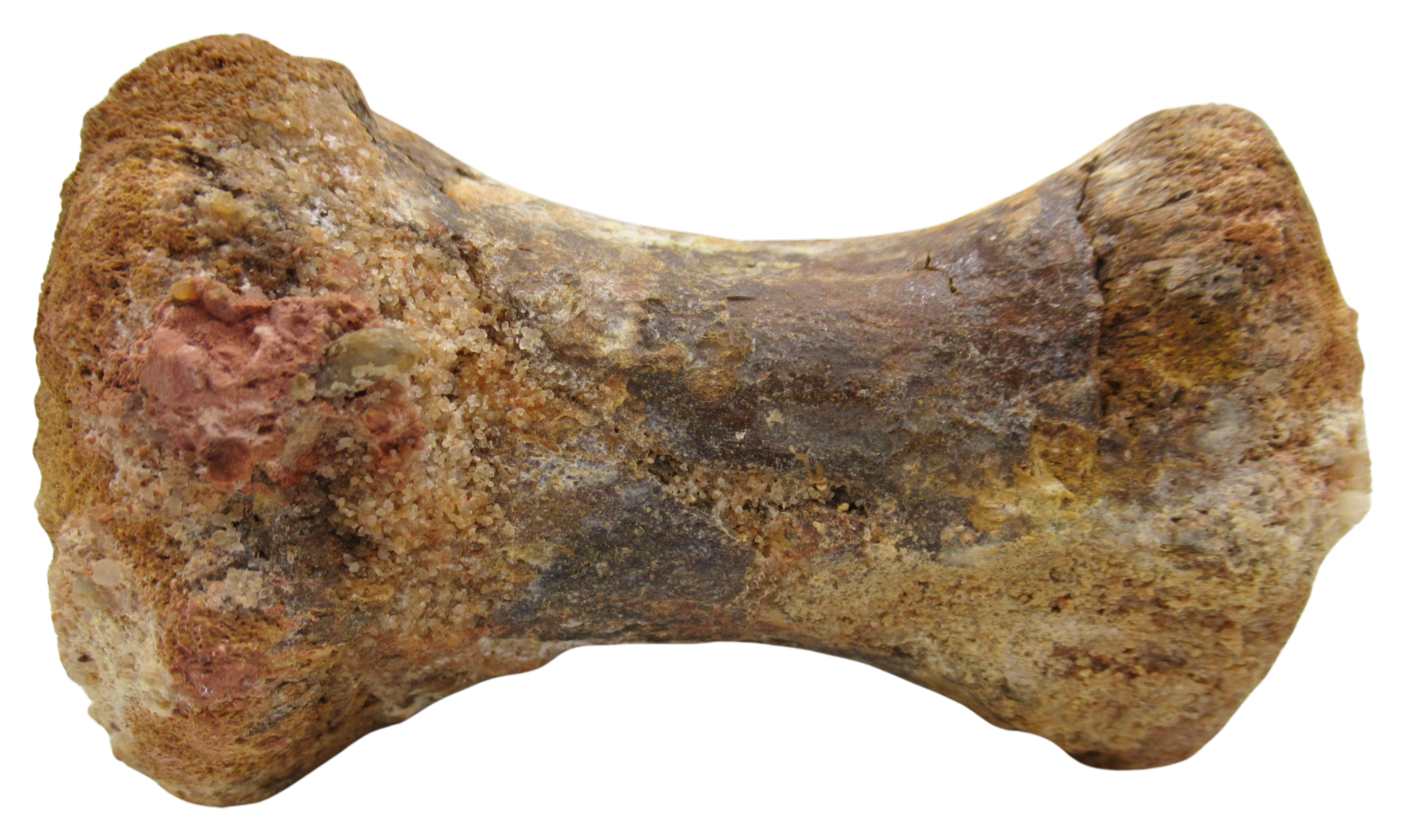 Sigilmassasaurus Spinosaurid Dinosaur Bone Fossil For Sale 14e | Fossils for Sale Sigilmassasaurus Spinosaurid Dinosaur Bone Fossil For Sale #14e