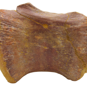 Sigilmassasaurus Spinosaurid Dinosaur Bone Fossil For Sale 15