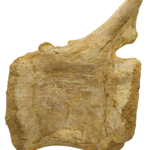 Sigilmassasaurus Spinosaurid Dinosaur Bone Fossil For Sale 16