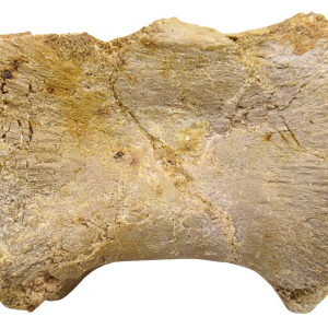 Sigilmassasaurus Spinosaurid Dinosaur Bone Fossil For Sale 17