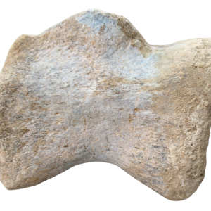 Titanosaur Dinosaur Fossil For Sale Genuine Fossils 2 | Fossils for Sale Titanosaur Dinosaur Fossil For Sale Genuine Fossils 2