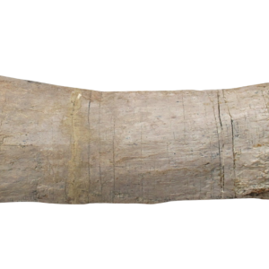 Titanosaur Dinosaur Fossil For Sale Genuine Fossils 3 | Fossils for Sale Titanosaur Dinosaur Fossil For Sale Genuine Fossils 3