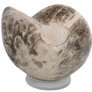 Vascoceras Ammonite Fossil For Sale Genuine Cretaceous Fossils 1