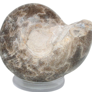 Vascoceras Ammonite Fossil For Sale Genuine Cretaceous Fossils 10