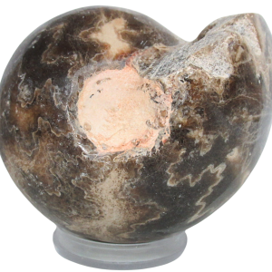 Vascoceras Ammonite Fossil For Sale Genuine Cretaceous Fossils 11