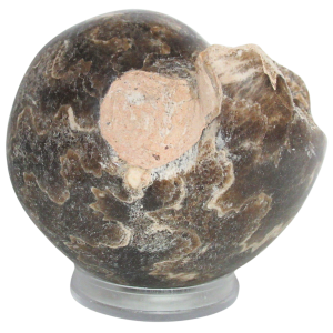 Vascoceras Ammonite Fossil For Sale Genuine Cretaceous Fossils 12